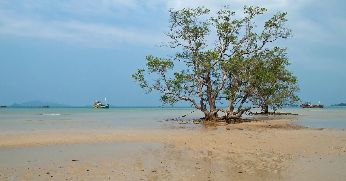 Solitary tree in tropical lagoon. A tribute to the The Fall (2006)/Tarsem Singh self-reflexive concept of storytelling. These colors look amazingly turquoise. The intense tropical aqua colors are of the shallow waters where the sunlight is