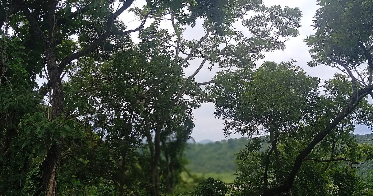 Lush tropical landscape along the path to oowu waterfall