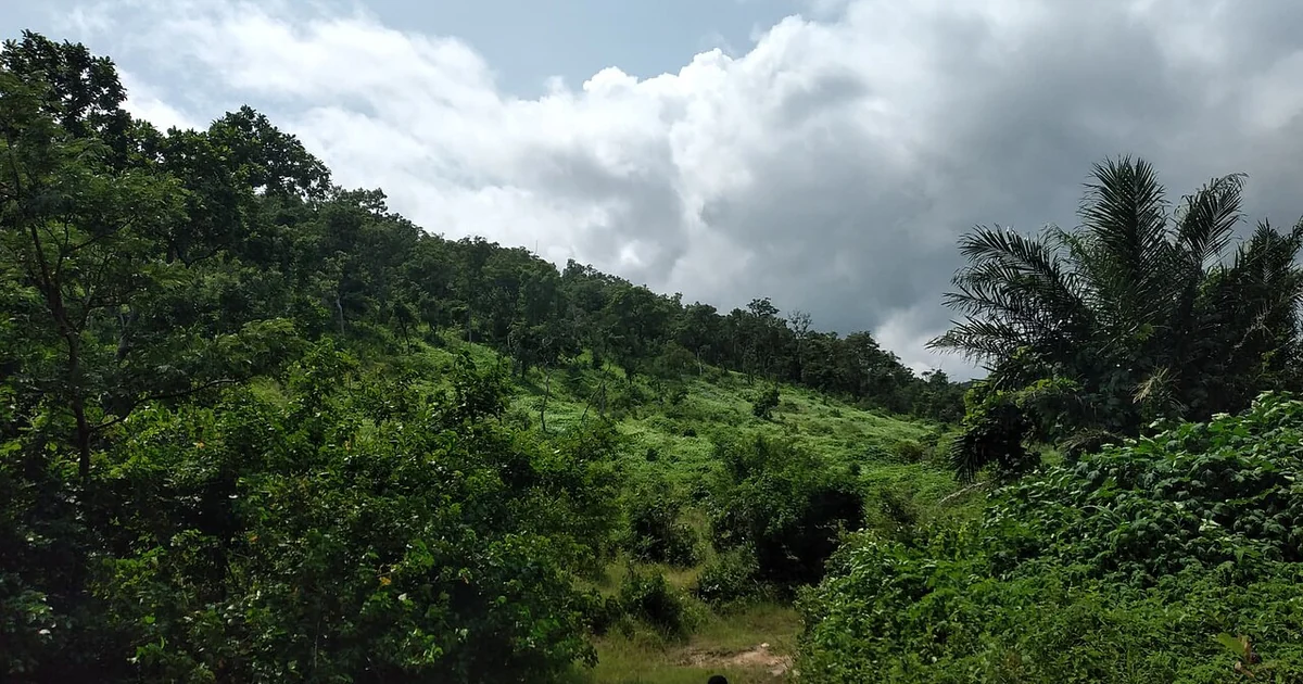 Trekking Through the Lush, Tropical Landscape
