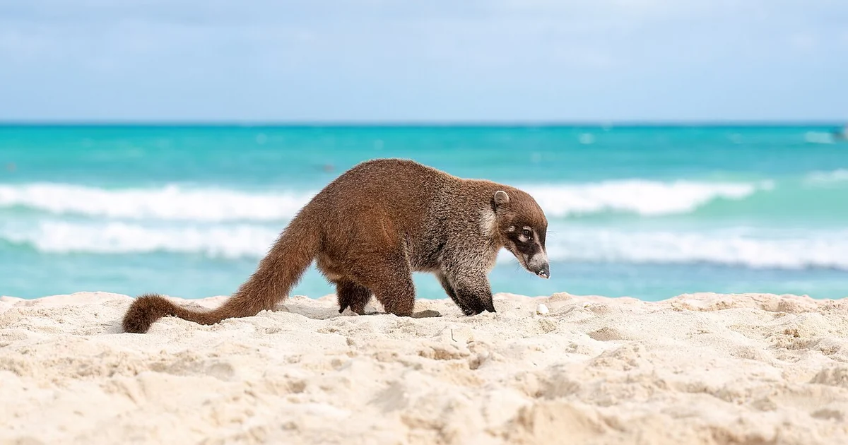 White-nosed coati at the beach in Yucatán, Mexico